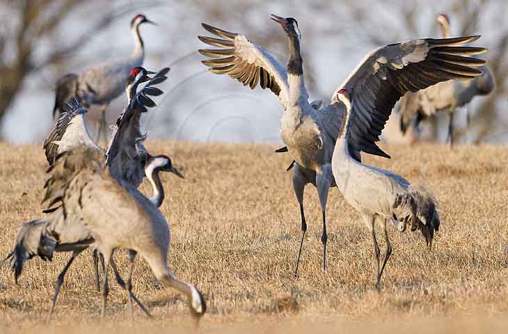 Kranich Balz