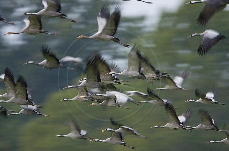 Kranich Flugbilder 1-30, je nach Geschwindigkeit Ihres Rechners kann das laden der Bilder etwas dauern.