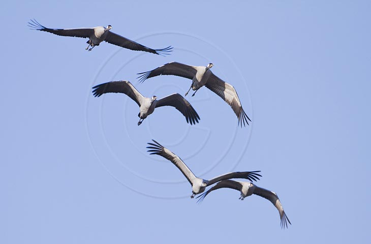 Kranich Flugbilder 1-30, je nach Geschwindigkeit Ihres Rechners kann das laden der Bilder etwas dauern.