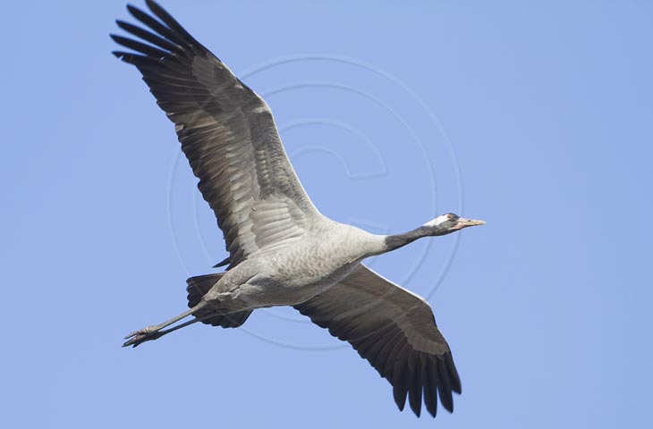 Kranich Flugbilder 1-30, je nach Geschwindigkeit Ihres Rechners kann das laden der Bilder etwas dauern.