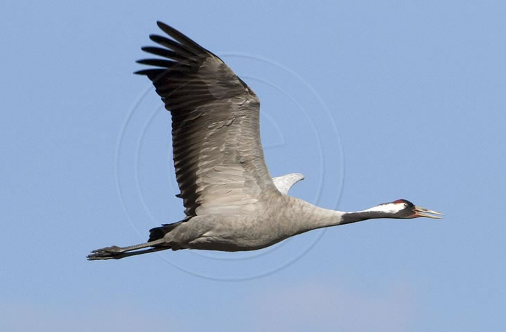 Kranich Flugbilder 1-30, je nach Geschwindigkeit Ihres Rechners kann das laden der Bilder etwas dauern.