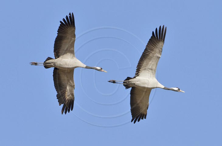 Kranich Flugbilder 1-30, je nach Geschwindigkeit Ihres Rechners kann das laden der Bilder etwas dauern.