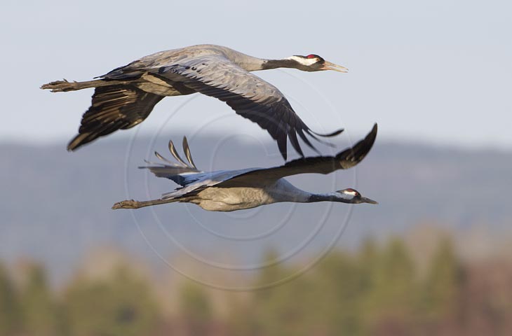 Kranich Flugbilder 1-30, je nach Geschwindigkeit Ihres Rechners kann das laden der Bilder etwas dauern.