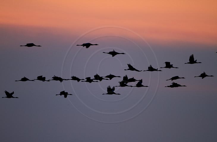 Kranich Flugbilder 1-30, je nach Geschwindigkeit Ihres Rechners kann das laden der Bilder etwas dauern.