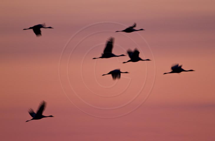 Kranich Flugbilder 1-30, je nach Geschwindigkeit Ihres Rechners kann das laden der Bilder etwas dauern.