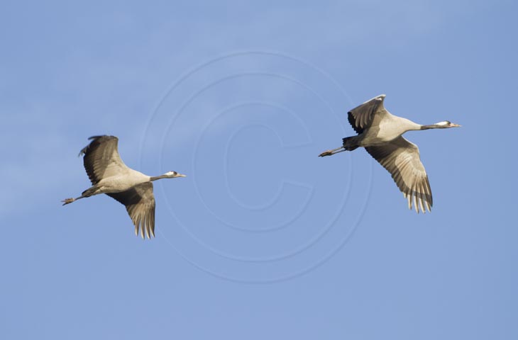 Kranich Flugbilder 1-30, je nach Geschwindigkeit Ihres Rechners kann das laden der Bilder etwas dauern.