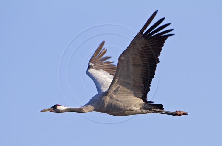 Kranich Flugbilder 1-30, je nach Geschwindigkeit Ihres Rechners kann das laden der Bilder etwas dauern.