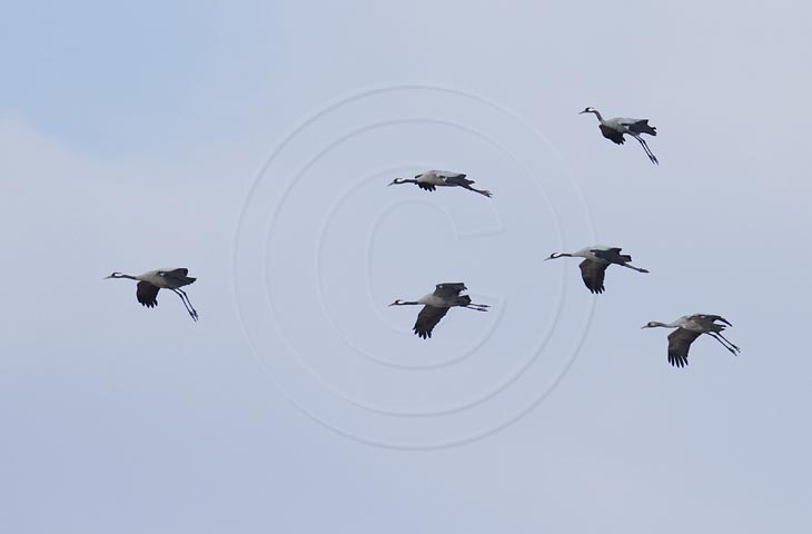 Kranich Flugbilder 1-30, je nach Geschwindigkeit Ihres Rechners kann das laden der Bilder etwas dauern.