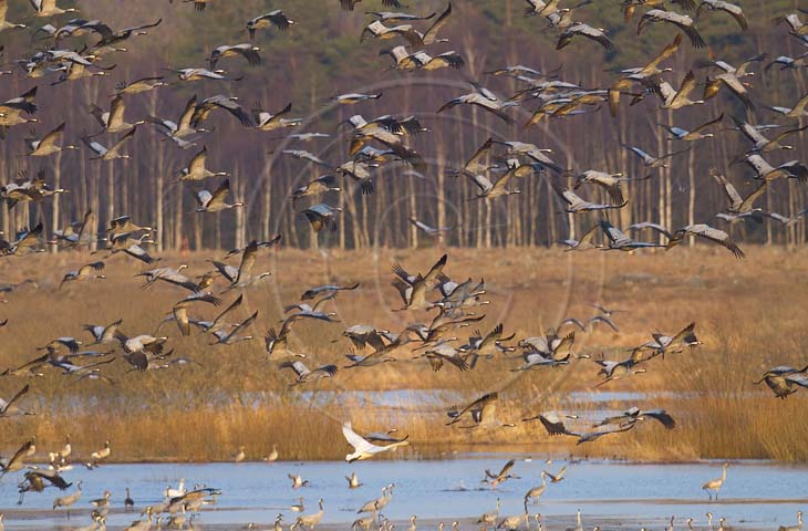 Kranich Flugbilder 1-30, je nach Geschwindigkeit Ihres Rechners kann das laden der Bilder etwas dauern.