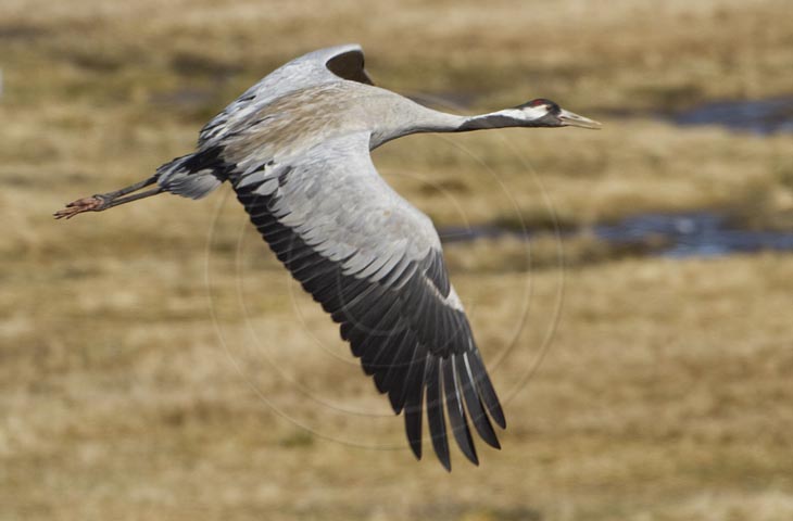 Kranich Flugbilder 1-30, je nach Geschwindigkeit Ihres Rechners kann das laden der Bilder etwas dauern.