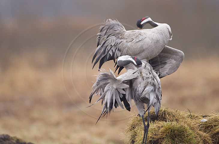 Kranich, Gefiederpflege