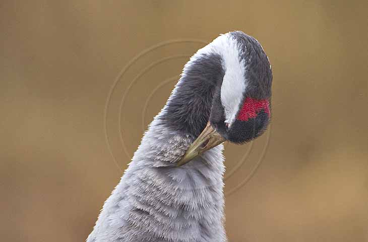 Kranich, Gefiederpflege