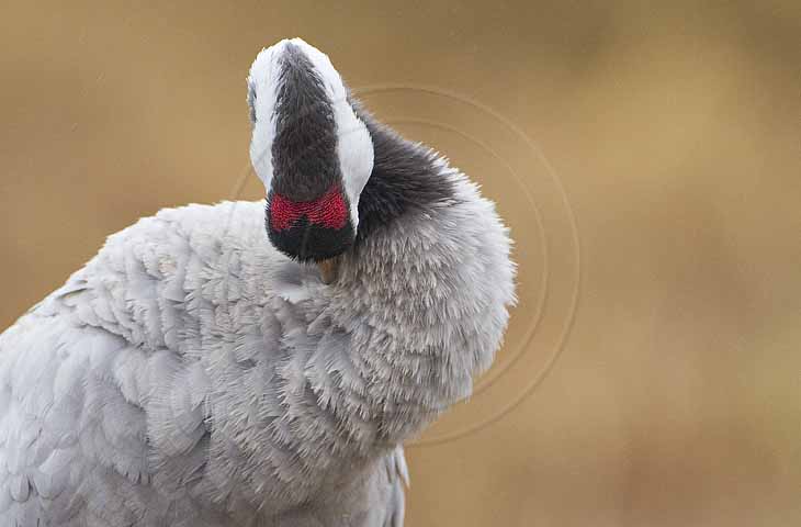 Kranich, Gefiederpflege