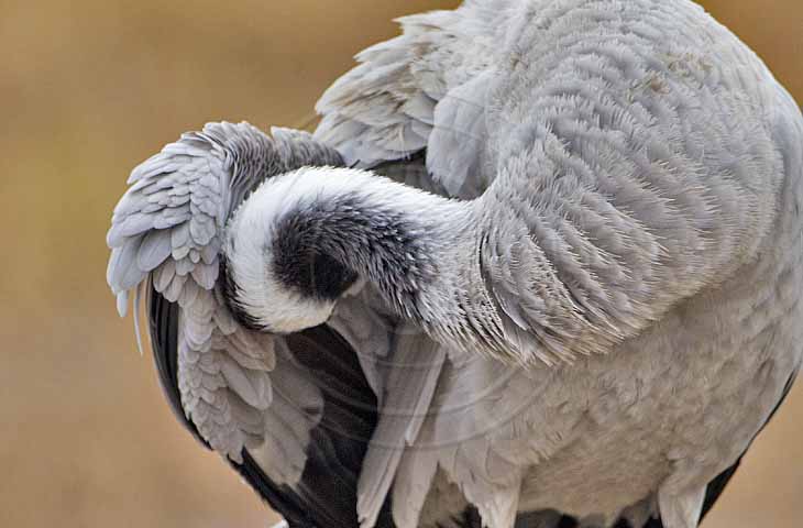 Kranich, Gefiederpflege