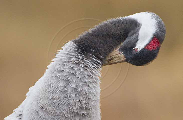 Kranich, Gefiederpflege