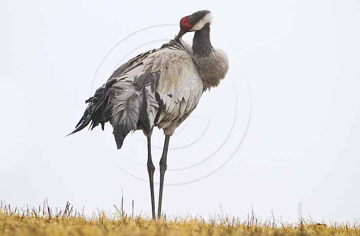 Kranich, Gefiederpflege