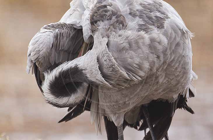 Kranich, Gefiederpflege