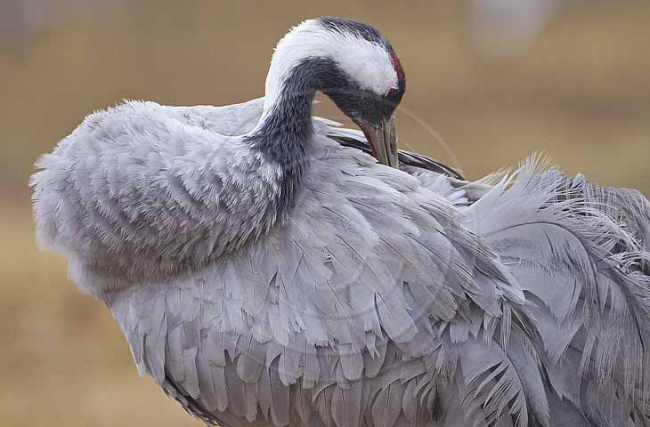 Kranich, Gefiederpflege