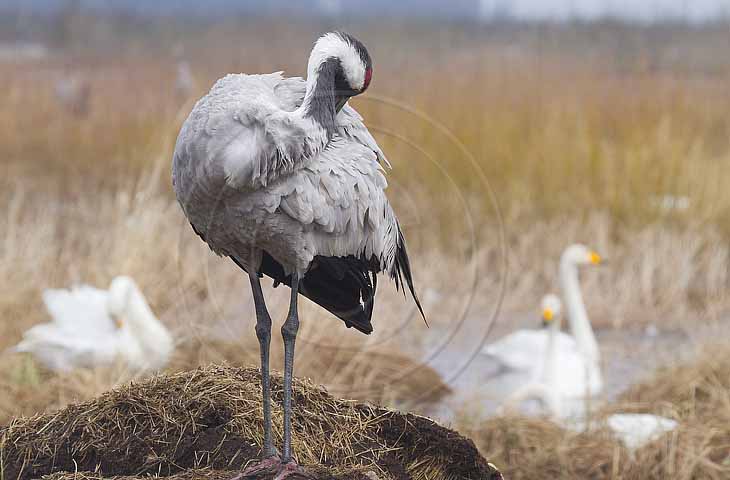 Kranich, Gefiederpflege