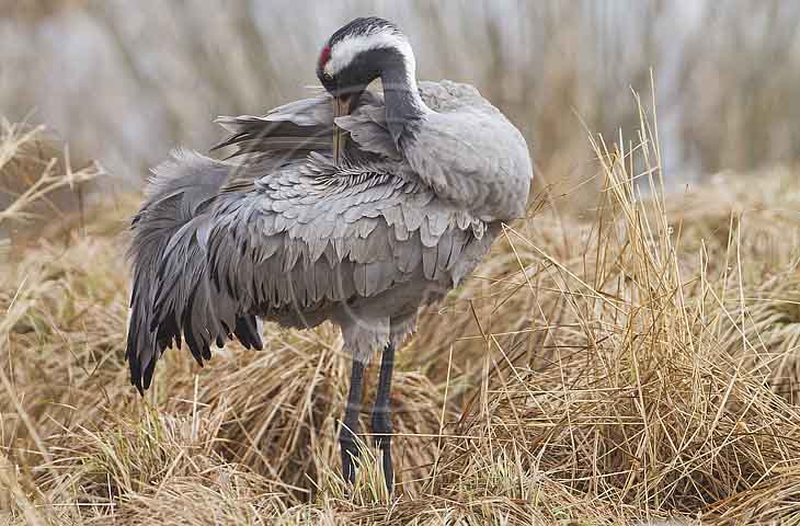 Kranich, Gefiederpflege