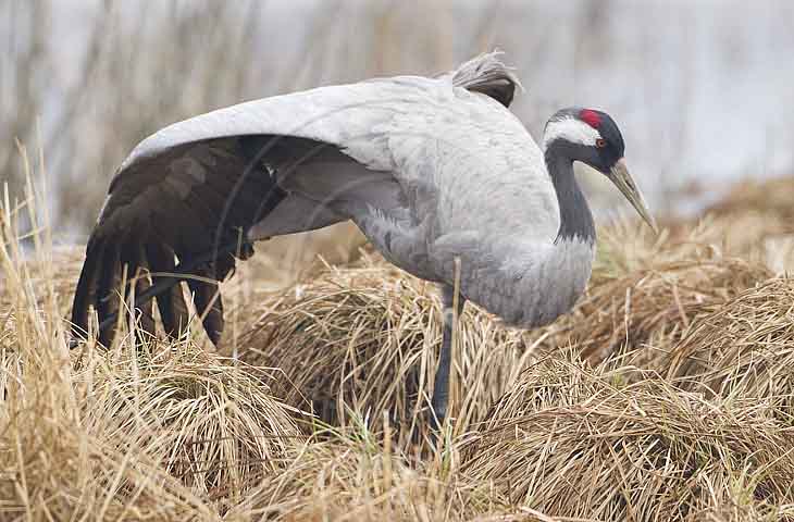 Kranich, Gefiederpflege