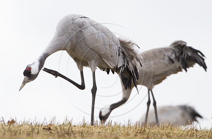 Kranich, Gefiederpflege