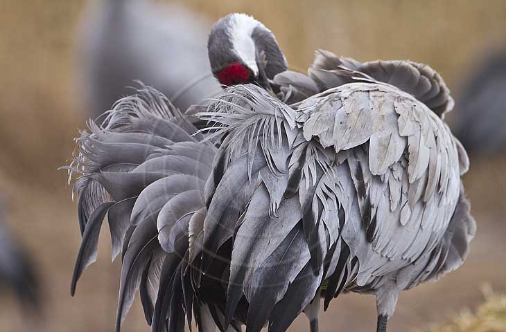Kranich, Gefiederpflege
