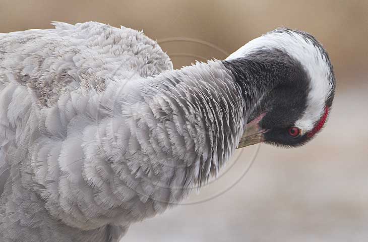 Kranich, Gefiederpflege