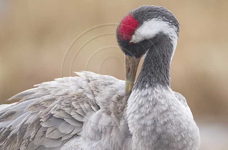 Kranich, Gefiederpflege