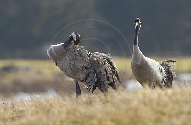 Kranich, Gefiederpflege