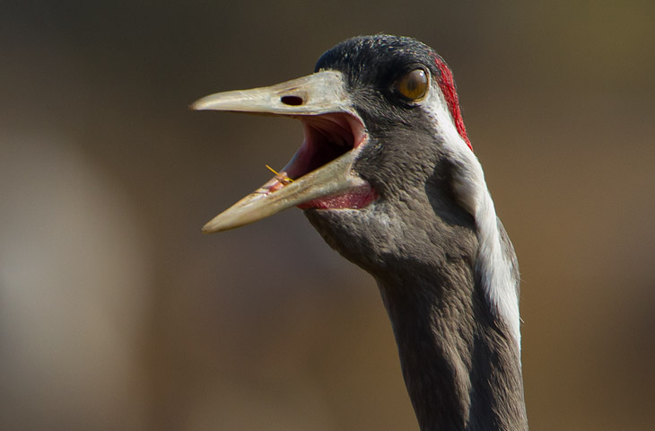 Kranich Flugbilder 1-30, je nach Geschwindigkeit Ihres Rechners kann das laden der Bilder etwas dauern.