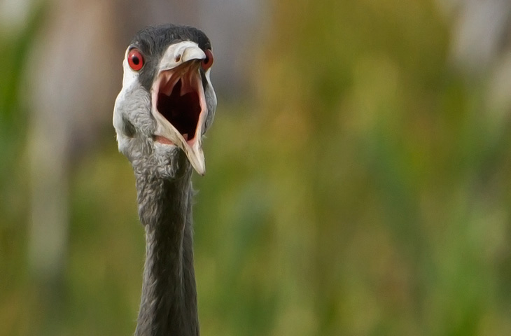 Kranich Porträt rufend