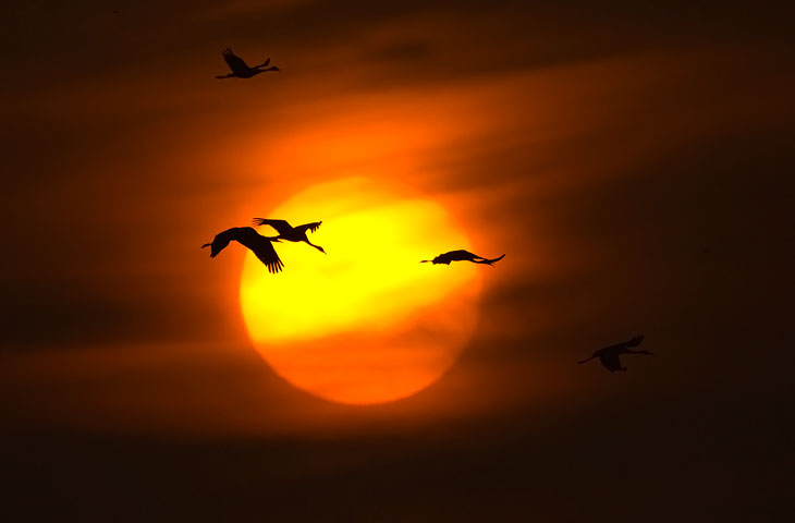 Kranich, Sonnenaufgang