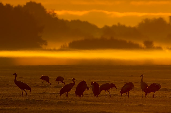 © J. Herting, Kaniche im rötlichen Morgennebel, Günz