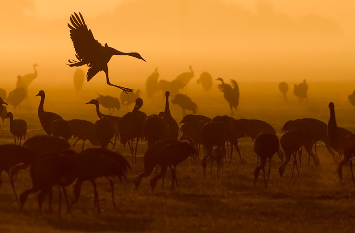 © J. Herting, Kranich landet  im Morgenrot