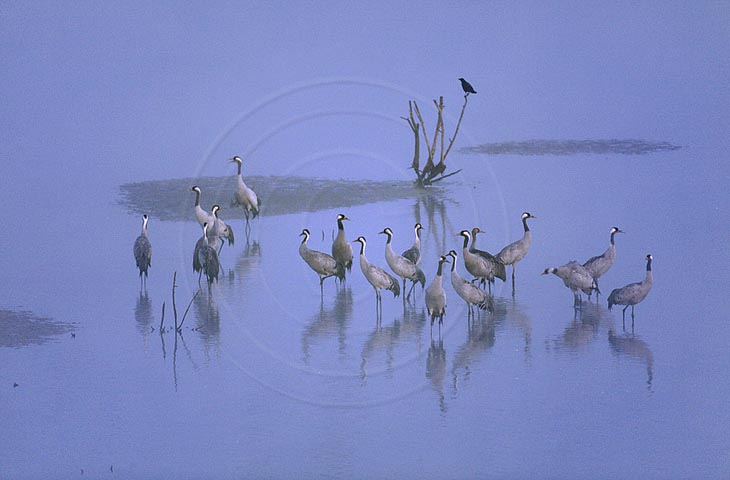 Kranich, Schlafplatz