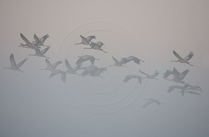 Kraniche im Nebel