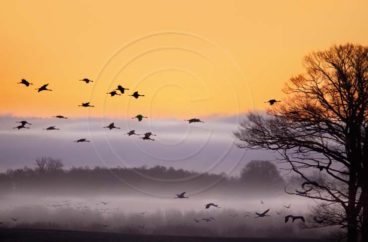 Kranich, Nebelschwaden