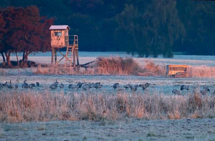 © J. Herting, Rauhreif auf den Wiesen. Kraniche bei Sonnenaufgang.