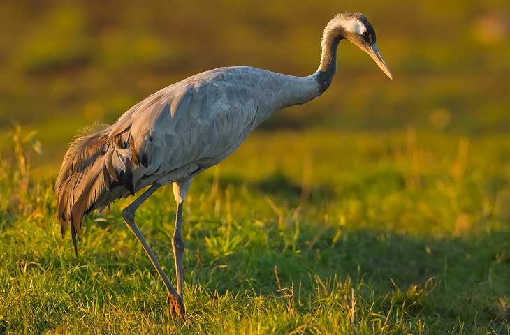 © J.Herting, Grauer Kranich, Altvogel im Abendlicht, Gnzer Wiesen.
