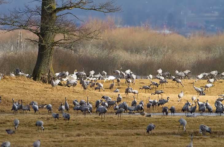 © J. Herting, Graue Kraniche, Hornborgasjön März 2010 