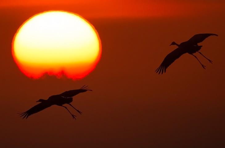 © J. Herting, Landender Kranich im Morgenrot