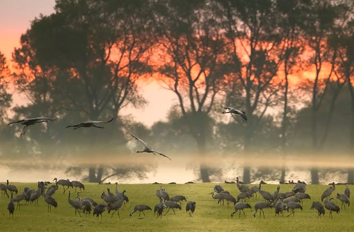 © J. Herting, Kraniche in morgendlicher Stimmung