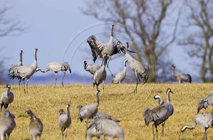 Kranichtanz