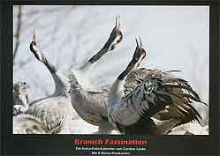 Kranich  Grauer Kranich  Naturfoto  Carsten Linde  Jochen Herting